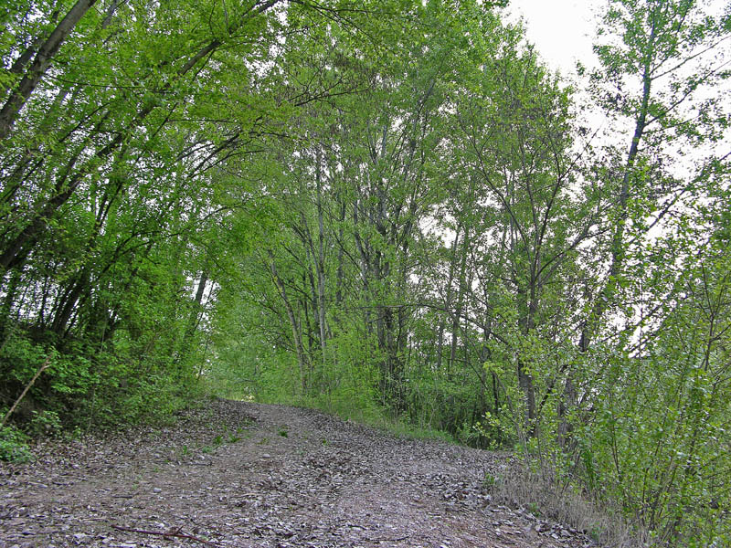 Agaricus sp. da determinare.